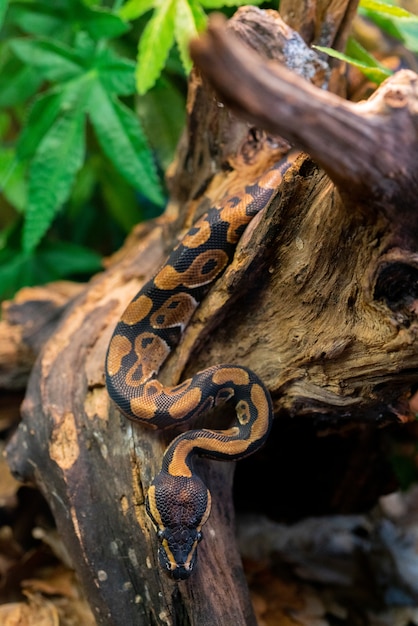 Jonge python op boom in de jungle. Grote gevaarlijke slang. Fauna van de natuur.