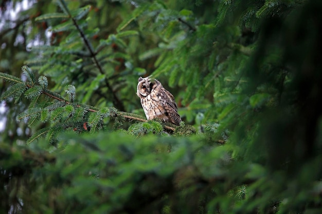 Jonge ransuil zat in het bos