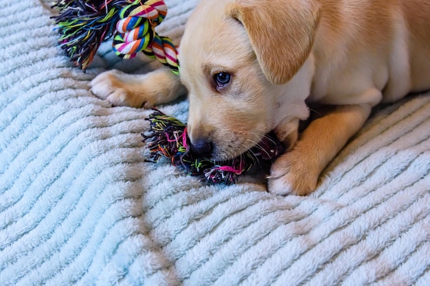 Jonge rasechte puppy van de labrador retriever spelen met touw speelgoed