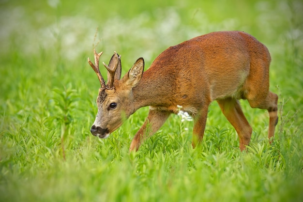 Jonge reeën die op het hooiveld lopen en rustig kauwen in de zomer