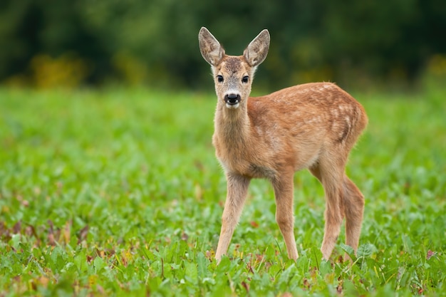 Jonge reeën die zich op weide in de zomeraard bevinden.