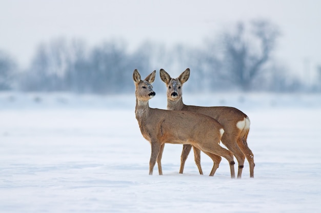 Jonge reeën in koude winter interactie