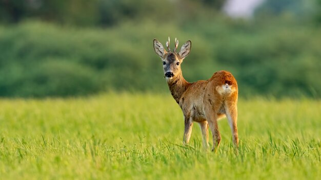 Jonge reeënbok in de zomer bij zonsondergang