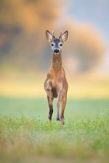 Jonge reeënbok loopt vooruit op groen gras in de zomernatuur