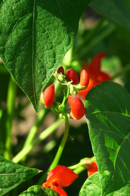 jonge rode bonen bloemen in een moestuin op een groenteboerderij