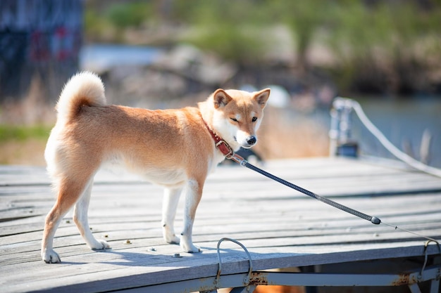 Jonge rode hond shiba inu in een rode kraag zittend op een houten pier op de achtergrond van de rivier