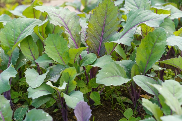 Jonge rode koolrabi plant in de tuin