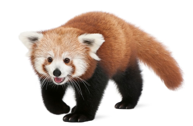 Jonge rode panda of glanzende kat, Ailurus fulgens op wit geïsoleerd