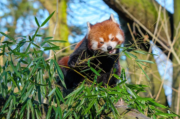 Jonge rode panda's die bamboe eten Portret van een panda die bamboe eet