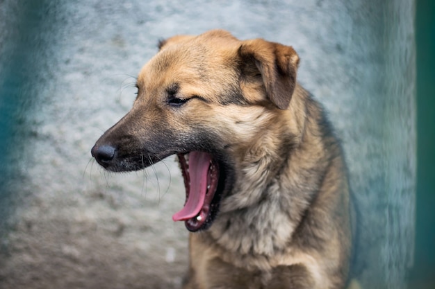 Jonge roodharige hond gaapt, hond bewaakt een voorwerp