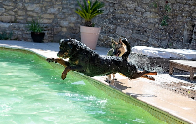 Jonge rottweiler en zwembad