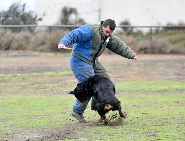 jonge rottweiler opleiding voor bescherming sport en politie