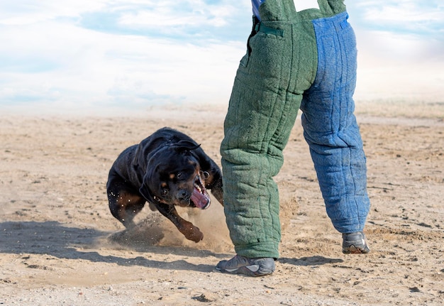 Jonge rottweiler opleiding voor beschermingssport en politie