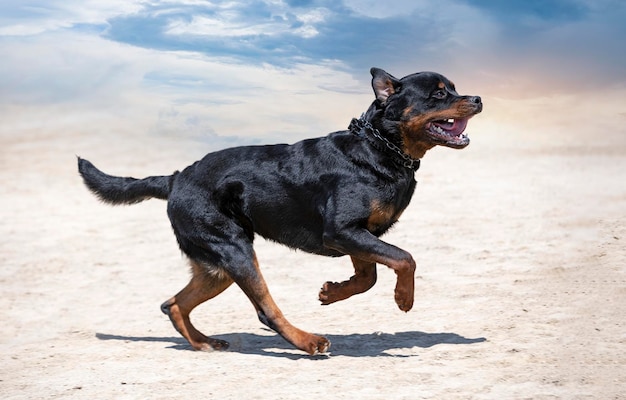 Jonge rottweiler opleiding voor beschermingssport en politie