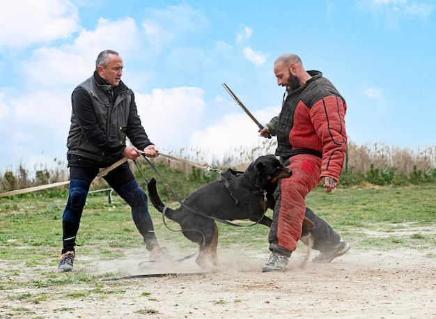 Jonge rottweiler training voor bescherming met aanvalsman