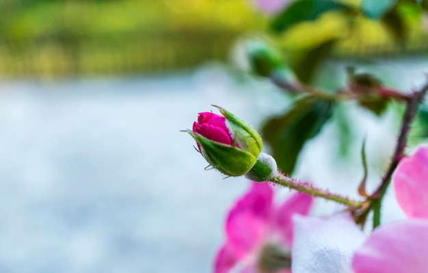 Jonge roze rozenknop close-up op een natuurlijke onscherpe achtergrond met kopie ruimte