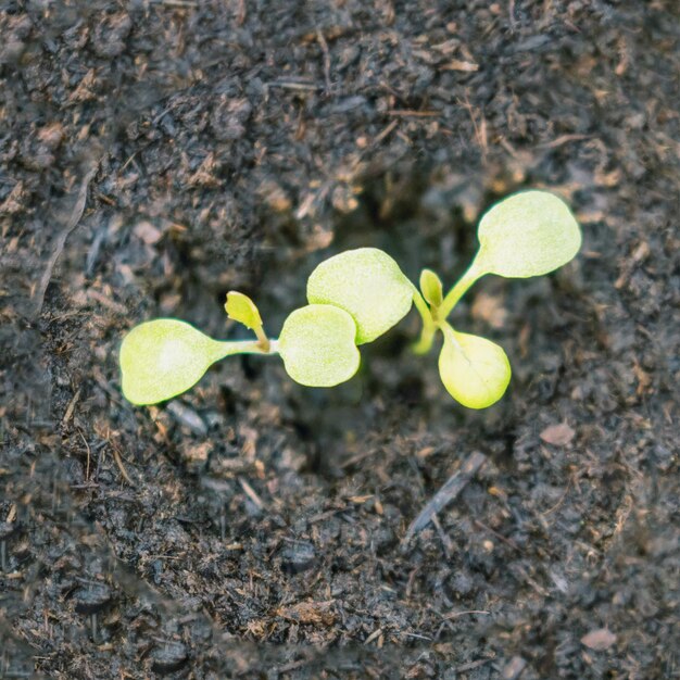 Foto jonge rucola-planten jonge raketten rucola-spruiten voorjaarszaailingen