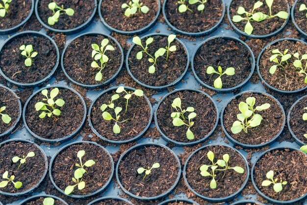 Jonge Rucola-planten Jonge raketten Rucola-spruiten Voorjaarszaailingen