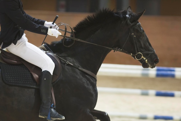 Jonge ruiter zittend op een zwart paard bij de springconcours