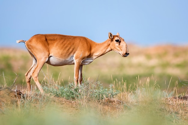 Jonge saiga antilope of saiga tatarica loopt in steppe