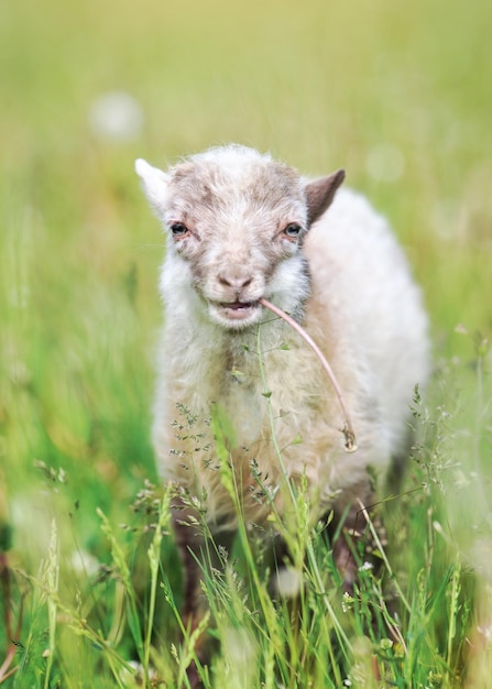 Jonge schapen of lammeren grazen op groene lenteweide, paardebloemsteel etend, het lijkt alsof het glimlacht