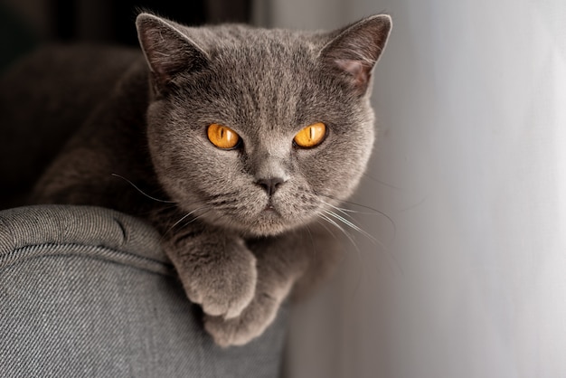 Jonge schattige kat die op houten vloer rust. Het Britse korthaar rasechte kitten met blauw grijze vacht