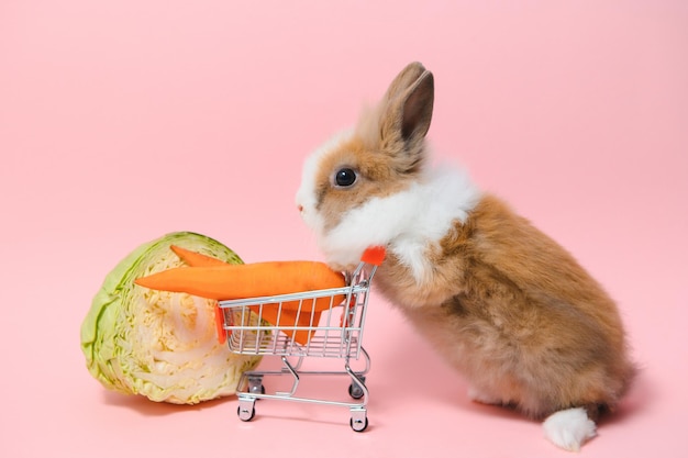 Jonge schattige konijntje staan op gekleurde achtergrond Schattige baby konijn voor Pasen en online winkel voor huisdier en groente