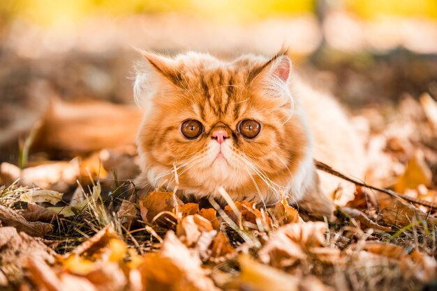 Jonge schattige rode Perzische kat met grote oranje ronde ogen met een riem die op de herfstachtergrond loopt met gevallen droge bladeren.