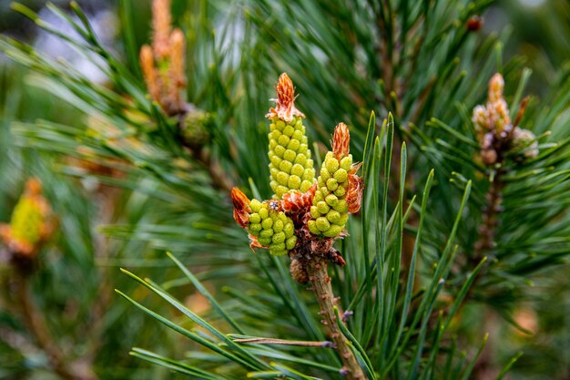 Jonge scheuten en dennenappels, groene naalden. Lieveheersbeestje zit op dennenappel. Lentedag. Close-upbeeld.