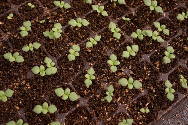 jonge scheuten planten zaailingen in het voorjaar selectieve focus