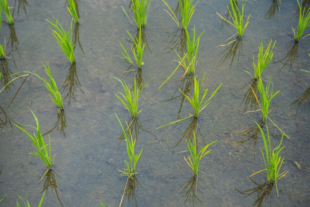 Jonge scheuten rijst in het veld