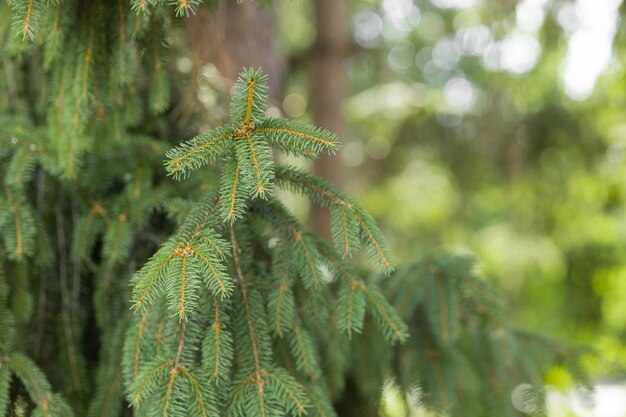 Jonge scheuten van een kerstboom Een tak van een kerstboom met zachtgroene jonge naalden