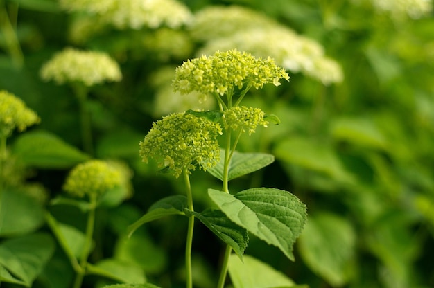 Jonge scheuten van hortensia bloemen regio Moskou Rusland