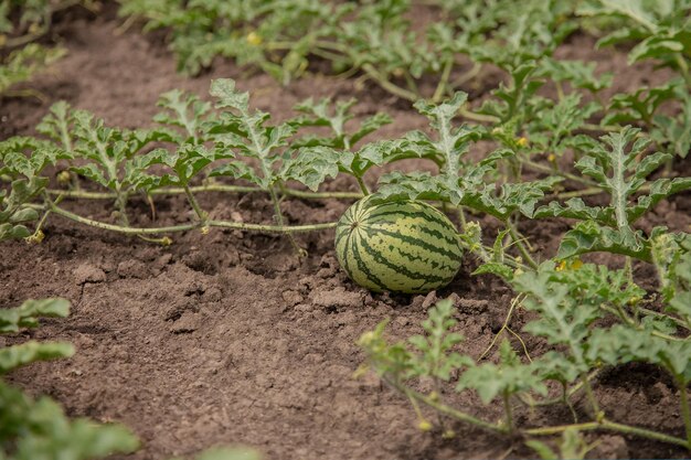 Jonge scheuten van watermeloenen Op het open veld op het veld van de boerderij