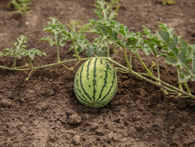 Jonge scheuten van watermeloenen Op het open veld op het veld van de boerderij