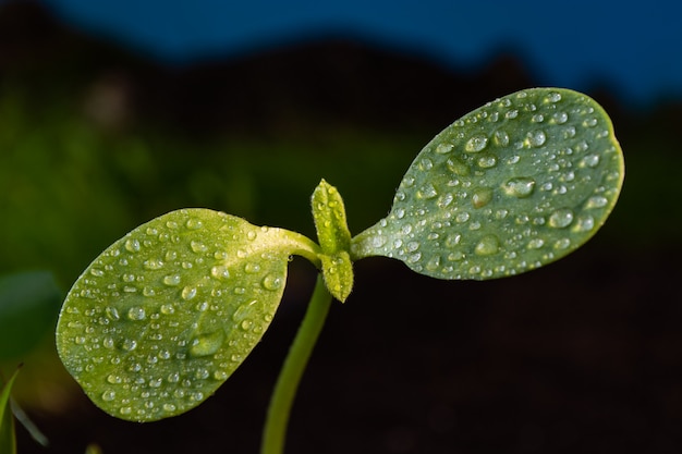 Foto jonge scheuten van zonnebloem