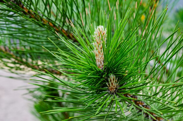 Jonge schieten op tak van groene weelderige den. Lente-vernieuwing van bomen, de vorming van nieuwe kegels op de den.