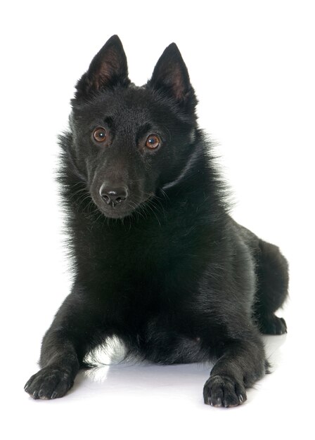 Jonge schipperke-hond