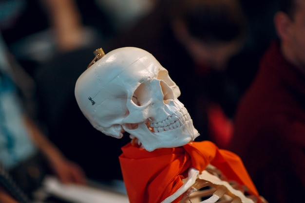 Jonge schoonheid die skeletstudent bestudeert. Schedel sessie.