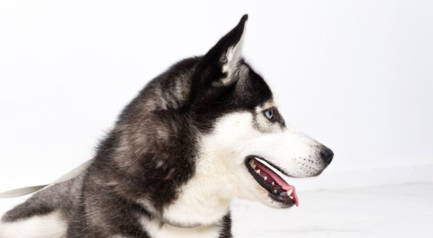 Jonge schor hond over witte muur