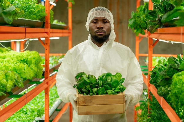 Jonge serieuze mannelijke agro-ingenieur van Afrikaanse etniciteit die houten kist met groene spinaziezaailingen vasthoudt terwijl hij in het gangpad tussen planken staat