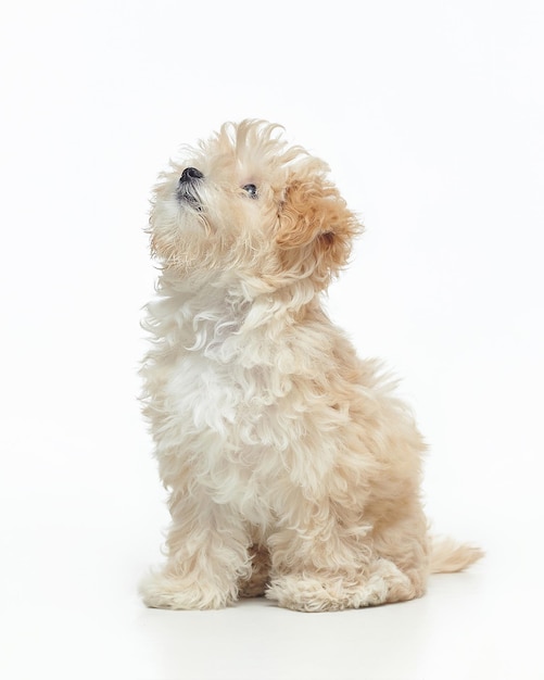 Foto jonge shaggy puppy maltipu zit en kijkt op in de studio op een witte achtergrond