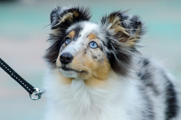 Jonge Sheltie hondenras voor een wandeling in het park.