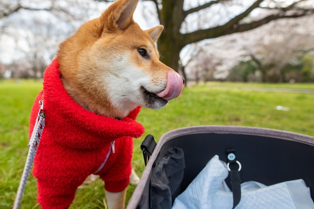 Jonge shiba inu-hond in een rode trui op een groene gras staande boomachtergrond