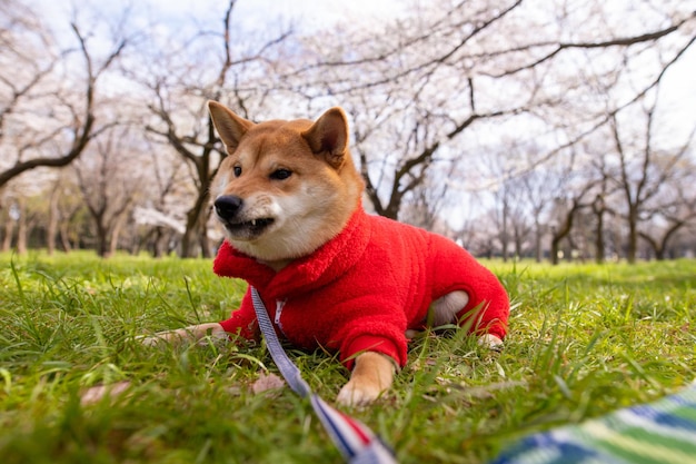 Jonge shiba inu-hond in een rode trui op een groene gras staande boomachtergrond