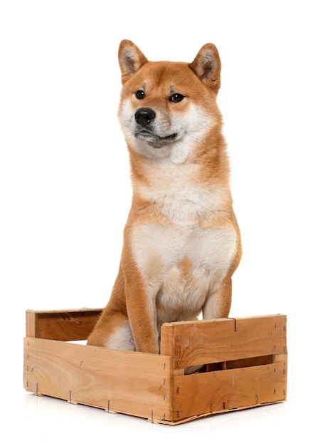 jonge shiba inu