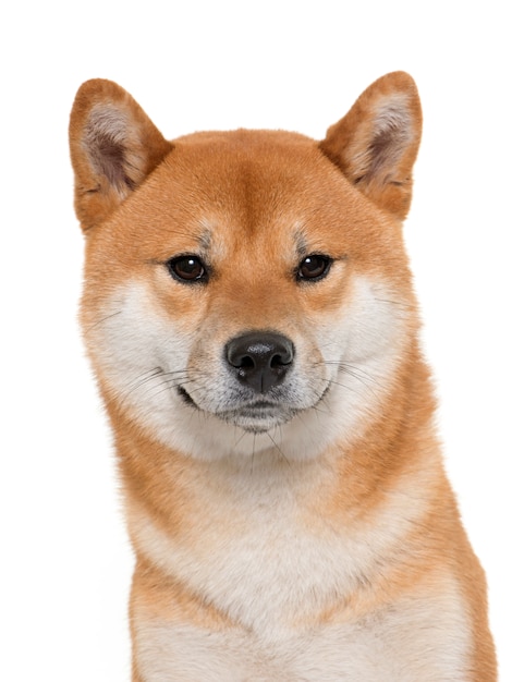 jonge shiba inu