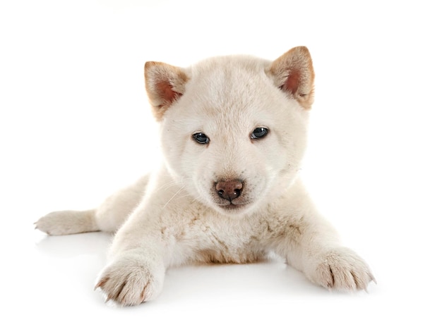 Jonge shibainu in studio