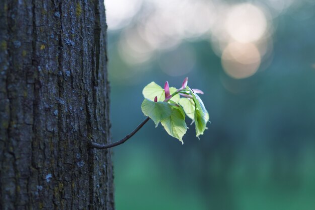 Jonge shoot in de volwassen boom