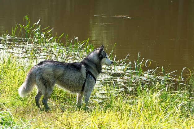 Jonge Siberische husky aan de oever van een bosmeer in de zomerochtend Moskou regio Rusland